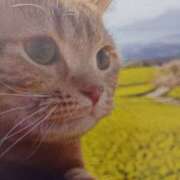 ヒメ日記 2026/04/08 05:53 投稿 いろは 脱がされたい人妻 宇都宮店