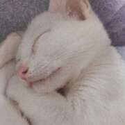 ヒメ日記 2026/04/13 06:47 投稿 いろは 脱がされたい人妻 宇都宮店