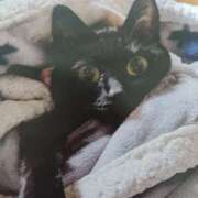 ヒメ日記 2026/04/15 06:57 投稿 いろは 脱がされたい人妻 宇都宮店