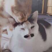 ヒメ日記 2026/04/28 04:59 投稿 いろは 脱がされたい人妻 宇都宮店