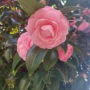 ヒメ日記 2025/03/22 11:02 投稿 ゆな セピア