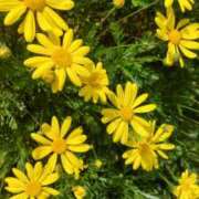 ヒメ日記 2025/04/13 12:06 投稿 ゆな セピア