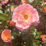 ヒメ日記 2025/05/05 12:49 投稿 ゆな ニューミラージュ