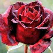 ヒメ日記 2025/08/01 05:08 投稿 きょうか 熟女の風俗最終章　越谷店