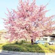 ヒメ日記 2026/03/28 16:50 投稿 きょうか 熟女の風俗最終章　越谷店
