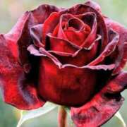 ヒメ日記 2026/01/19 00:54 投稿 きょうか 熟女の風俗最終章 西川口店