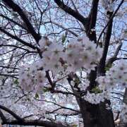 ヒメ日記 2025/03/30 14:09 投稿 椎名 やみつきの館　鶯谷店