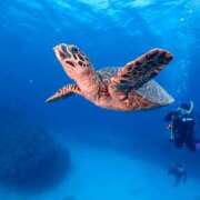 ヒメ日記 2024/12/24 09:36 投稿 和久井 りな HANA-okinawa-