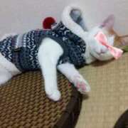 ヒメ日記 2025/02/18 08:48 投稿 和久井 りな HANA-okinawa-