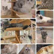 ヒメ日記 2026/02/02 23:48 投稿 和久井 りな HANA-okinawa-