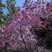 ヒメ日記 2026/02/24 18:42 投稿 和久井 りな HANA-okinawa-