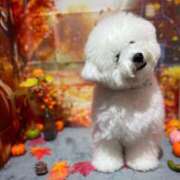 ヒメ日記 2025/11/10 19:30 投稿 七瀬はる 月の真珠-五反田-