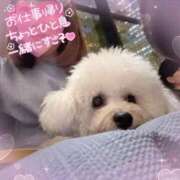 ヒメ日記 2026/03/26 15:00 投稿 七瀬はる 月の真珠-五反田-