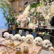 ヒメ日記 2026/04/10 13:00 投稿 七瀬はる 月の真珠-五反田-