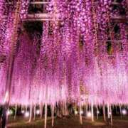 城咲つばき 今日もありがとう 月の真珠-五反田-