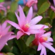 城咲つばき 出勤しました 月の真珠-五反田-