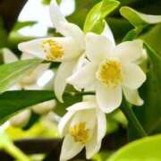 城咲つばき GW最終日 月の真珠-五反田-