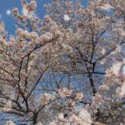 ヒメ日記 2025/04/08 19:22 投稿 ひびき プレジデントオアシス