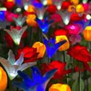 ヒメ日記 2024/12/13 10:18 投稿 メル【宮崎っ子】 Alice