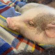 ヒメ日記 2026/04/10 12:57 投稿 はな 千葉松戸ちゃんこ