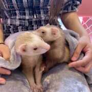 ヒメ日記 2026/04/18 12:05 投稿 はな 千葉松戸ちゃんこ