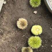 ヒメ日記 2026/07/30 12:54 投稿 はな 千葉松戸ちゃんこ