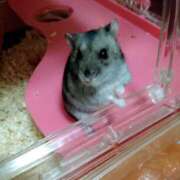 ヒメ日記 2026/08/08 13:39 投稿 はな 千葉松戸ちゃんこ