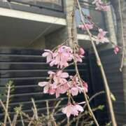 ヒメ日記 2025/03/28 16:08 投稿 うみ ごほうびSPA京都店