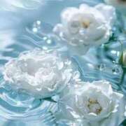 ヒメ日記 2025/07/26 01:31 投稿 めい Number Five 品川（シンデレラグループ）