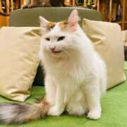 ヒメ日記 2025/05/22 12:31 投稿 千秋（チアキ） アバンチュール(五反田)