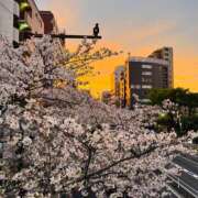 ヒメ日記 2026/04/06 09:46 投稿 千秋（チアキ） アバンチュール(五反田)