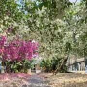 ヒメ日記 2025/07/04 13:42 投稿 早坂　エリサ アムアージュ