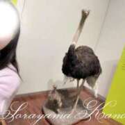 ヒメ日記 2026/03/23 05:52 投稿 空山　かのん アムアージュ