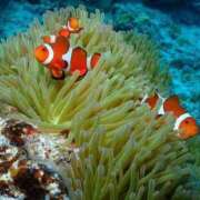 ヒメ日記 2026/04/17 12:33 投稿 あきな 完熟ばなな西川口