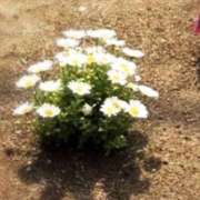 ヒメ日記 2026/04/30 10:53 投稿 あきな 完熟ばなな西川口