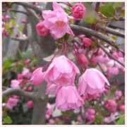 ヒメ日記 2025/03/31 10:35 投稿 はづき 横浜熟女MAX