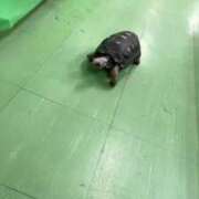 ヒメ日記 2025/04/06 00:01 投稿 ふう 若葉