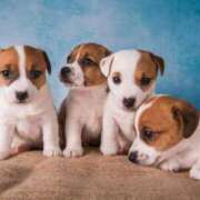 ヒメ日記 2025/06/10 13:36 投稿 ふう 若葉