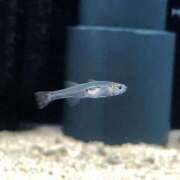 ヒメ日記 2025/06/28 16:01 投稿 ふう 若葉