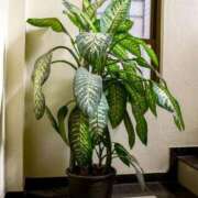 ヒメ日記 2025/11/26 10:13 投稿 ふう 若葉