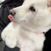 ヒメ日記 2025/11/16 12:08 投稿 アクア マリン千姫