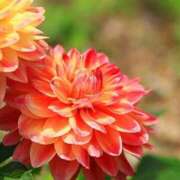 初美(はつみ) ❤︎お誘い❤︎ グランドオペラ横浜