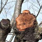 ヒメ日記 2025/01/31 09:12 投稿 甲田(こうだ) 八王子人妻城