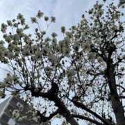 ヒメ日記 2025/03/18 08:33 投稿 甲田(こうだ) 八王子人妻城