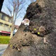 ヒメ日記 2025/03/26 23:03 投稿 甲田(こうだ) 八王子人妻城