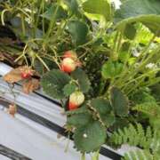 ヒメ日記 2025/05/15 23:42 投稿 甲田(こうだ) 八王子人妻城