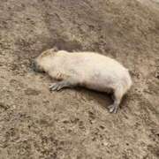 ヒメ日記 2025/05/28 08:42 投稿 甲田(こうだ) 八王子人妻城