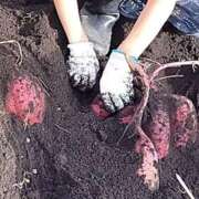 ヒメ日記 2025/10/06 21:21 投稿 甲田(こうだ) 八王子人妻城