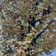 ヒメ日記 2025/11/27 19:48 投稿 甲田(こうだ) 八王子人妻城