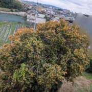 ヒメ日記 2025/12/01 11:45 投稿 ねりね まごころ